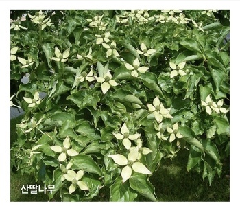 함께 산딸나무 15그루를 심었어요(5/15)