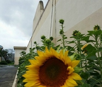 “이런 걸 이전에 알았더라면, 여기 들어오지 않았을 것인데...”